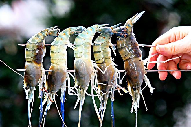 Lan Yang Crab Restaurant Prawn Fishing Experience | Indoor Prawn Fishing. Non-Toxic Thai Prawns. Freshly Caught and Grilled
