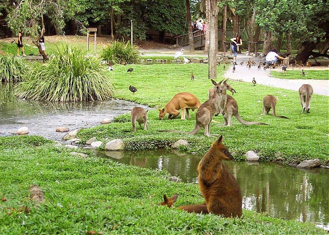 Cairns to Port Douglas, Mossman Gorge Day Tour | Lunch Included