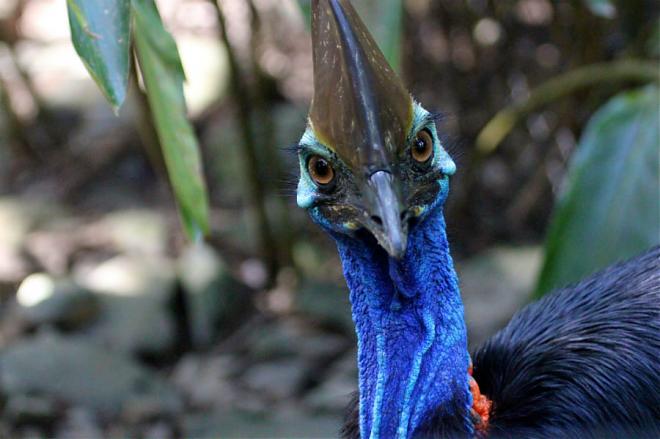 Cairns to Port Douglas, Mossman Gorge Day Tour | Lunch Included