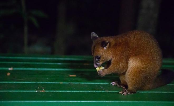 Cairns Forest Breathing Half-Day Tour | Spotting Platypuses. Dinner Included