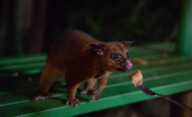 Cairns Forest Breathing Half-Day Tour | Spotting Platypuses. Dinner Included