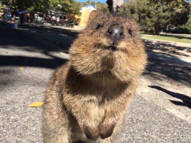 Perth, Western Australia | Rottnest Island Round Trip Ferry Ticket