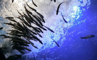 Kitami, Hokkaido | 3-hour chartered tour of Fox Village Aquarium