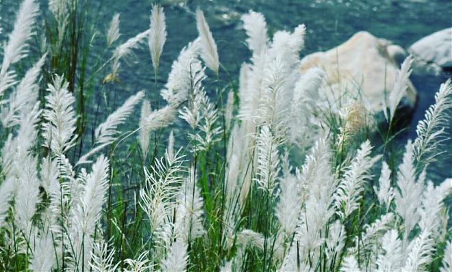 Gongliao Fisherman Experience in New Taipei City and a One-Day Trip Around the Sea with Miscanthus
