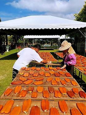 Mullet roe and persimmons: A day trip to Hsinchu's autumn scenery