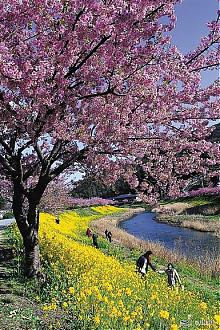 2020 Tokyo Shizuoka Kawazu Sakura and Strawberry Picking 2-Day Tour (Departing from Ueno)