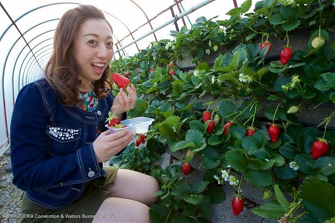 2020 Tokyo Shizuoka Kawazu Sakura and Strawberry Picking 2-Day Tour (Departing from Ueno)