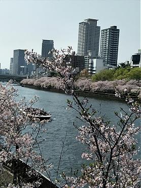 2020 Osaka Cherry Blossom Season | Romantic Cruise Osaka Cherry Blossom Tour