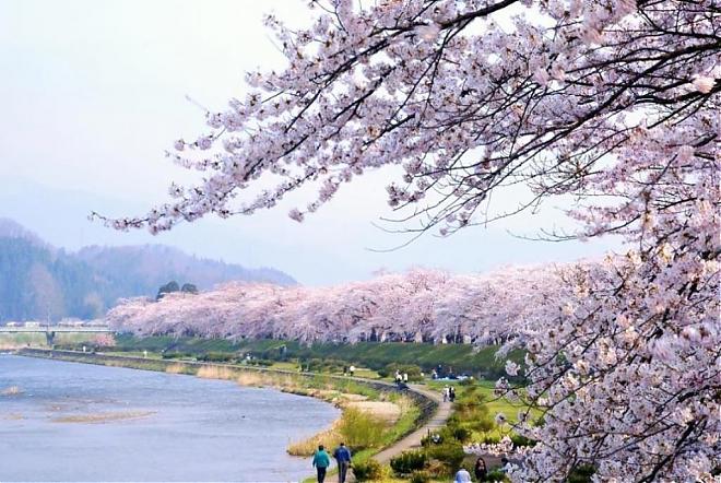 A day trip to Tohoku, Japan, and Sendai for cherry blossom viewing