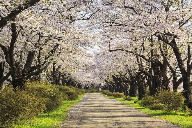 A day trip to Tohoku, Japan, and Sendai for cherry blossom viewing
