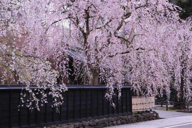 A day trip to Tohoku, Japan, and Sendai for cherry blossom viewing