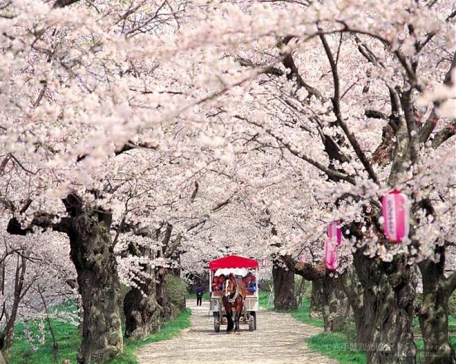A day trip to Tohoku, Japan, and Sendai for cherry blossom viewing