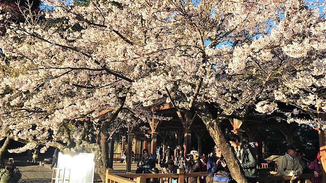 Alishan Cherry Blossom Festival Day Tour | Transportation + Tickets + Free Souvenirs