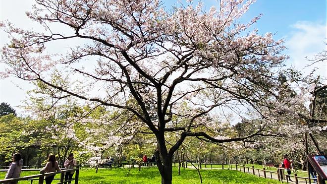 Alishan Cherry Blossom Festival Day Tour | Transportation + Tickets + Free Souvenirs