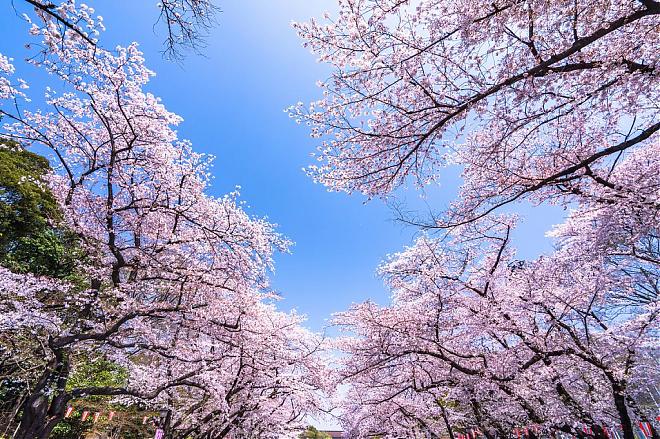 Tokyo: A Day Trip to Five Popular Cherry Blossom Spots in Tokyo with All-You-Can-Eat Lunch