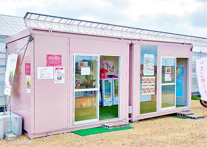 [Okinawa Winter Limited] All-You-Can-Eat Strawberry Picking Experience