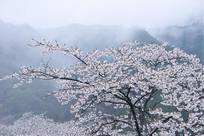 [Spring Cherry Blossom Viewing in Nara] Yoshino Thousand Cherry Blossoms in Nara (Departing from Namba or Tennoji)