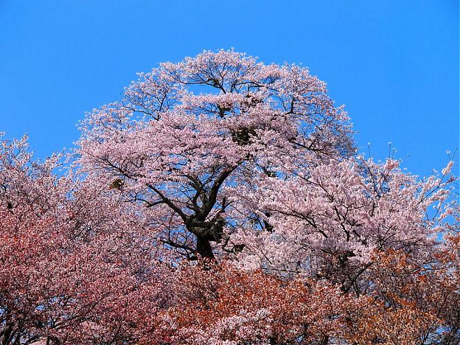 [Spring Cherry Blossom Viewing in Nara] Yoshino Thousand Cherry Blossoms in Nara (Departing from Namba or Tennoji)