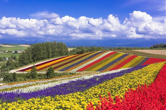 Hokkaido Flower Viewing: Furano Lavender Fields and Biei Shikisai-no-Oka Day Trip