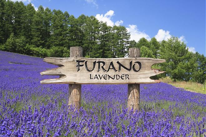 Hokkaido Flower Viewing: Furano Lavender Fields and Biei Shikisai-no-Oka Day Trip