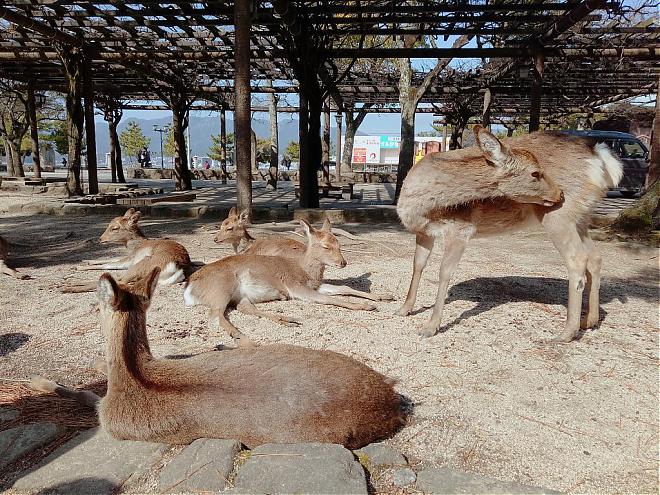 [Connecting with San'in, the Land of Mythology] Hiroshima and Takamatsu 6-Day Itinerary