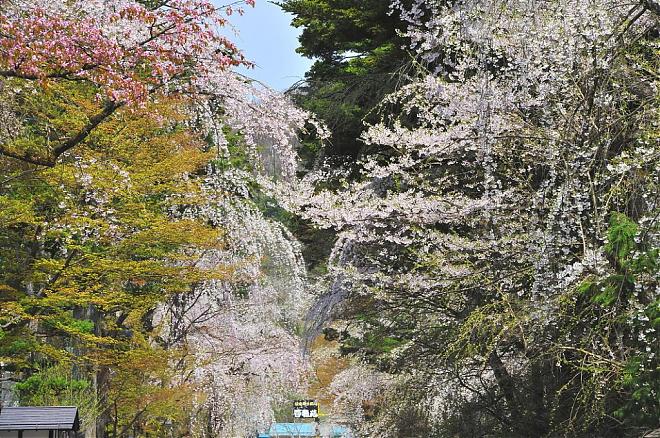 Iwate, Akita, Kitakami Exhibition Hall and Kakunodate Cherry Blossom Viewing Day Tour (Chinese Guide/Meals Included)