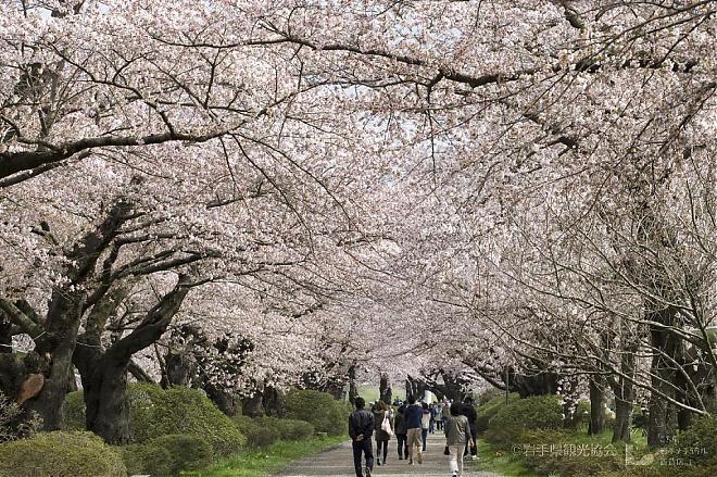 Iwate, Akita, Kitakami Exhibition Hall and Kakunodate Cherry Blossom Viewing Day Tour (Chinese Guide/Meals Included)