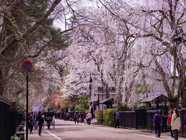 Iwate, Akita, Kitakami Exhibition Hall and Kakunodate Cherry Blossom Viewing Day Tour (Chinese Guide/Meals Included)