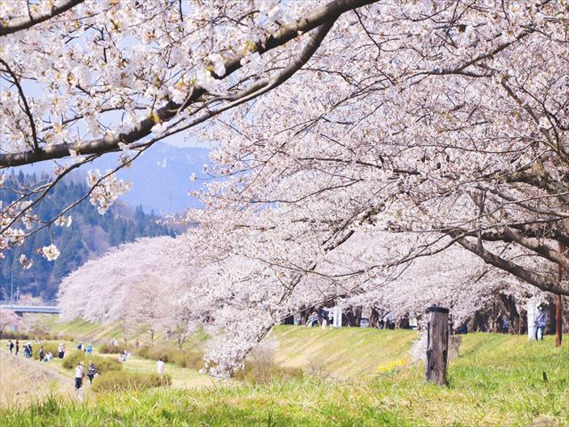 Iwate, Akita, Kitakami Exhibition Hall and Kakunodate Cherry Blossom Viewing Day Tour (Chinese Guide/Meals Included)