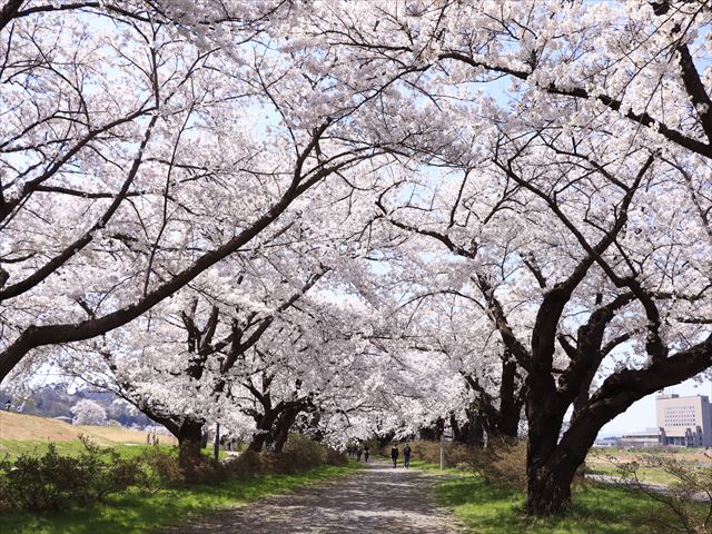 Iwate, Akita, Kitakami Exhibition Hall and Kakunodate Cherry Blossom Viewing Day Tour (Chinese Guide/Meals Included)