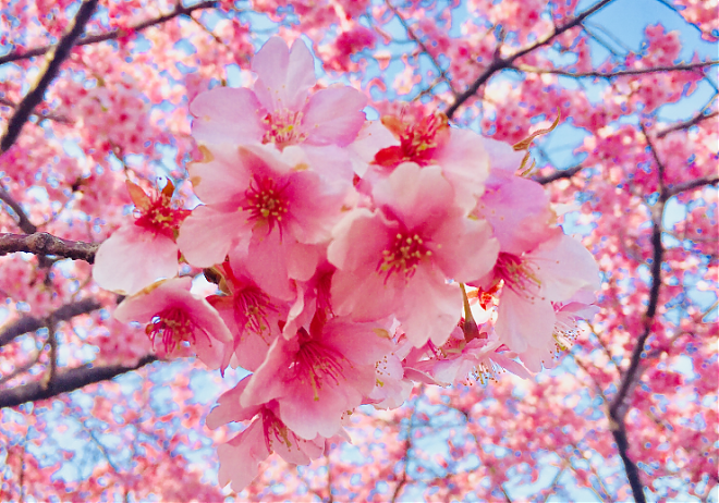 Tokyo Cherry Blossom Day Trip: Chidorigafuchi and Ueno Park for Relaxing Cherry Blossom Viewing