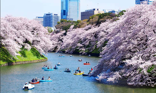 Tokyo Cherry Blossom Day Trip: Chidorigafuchi and Ueno Park for Relaxing Cherry Blossom Viewing