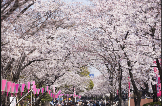Tokyo Cherry Blossom Day Trip: Chidorigafuchi and Ueno Park for Relaxing Cherry Blossom Viewing