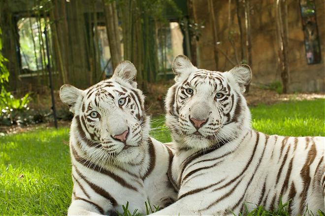 Dreamworld Gold Coast + SkyPoint Observation Deck Ticket