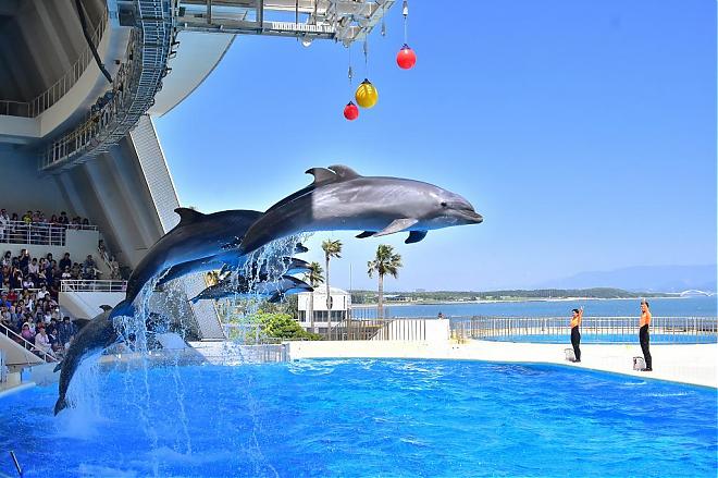 Kyushu Family: Marine World Uminonakamichi Aquarium Ticket (Fukuoka Airport Pick-Up)