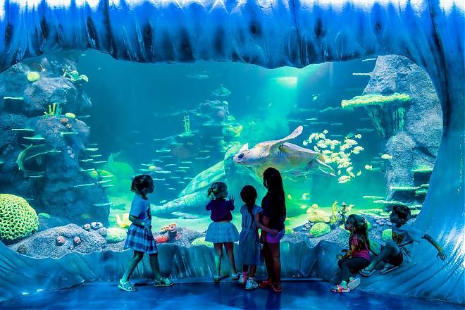 [Must-buy for Sydney, Australia] Sydney Popular Attractions Package