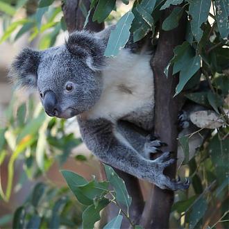 [Must-buy for Sydney, Australia] Sydney Popular Attractions Package