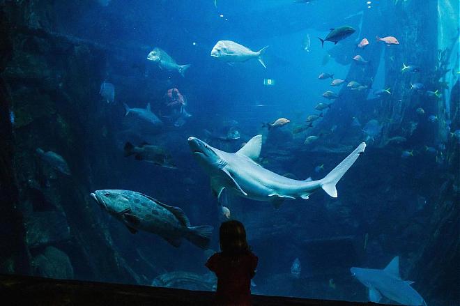 Melbourne Family Attractions: SEA LIFE Melbourne Aquarium