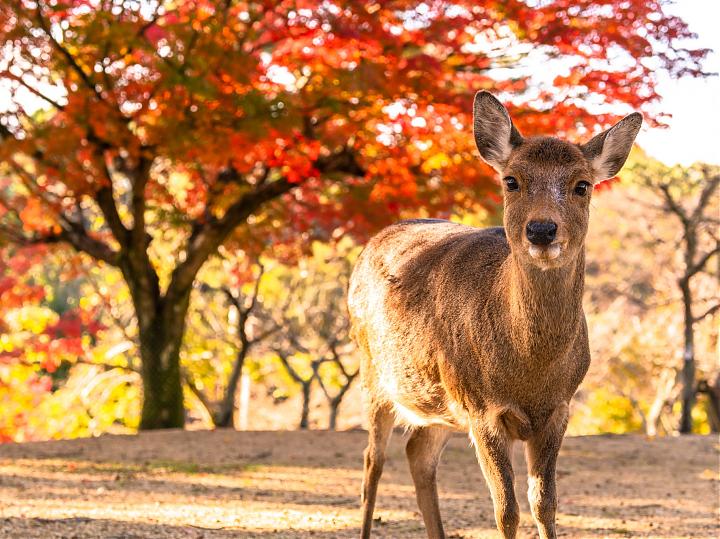 Departing from Osaka | Nara Park, Kasuga Taisha Shrine, Kiyomizu-dera Temple, and Fushimi Inari Shrine | Classic Day Tour