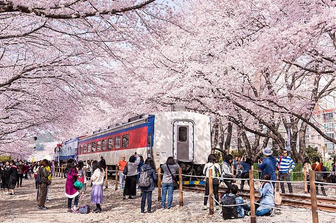Jinhae, South Korea Cherry Blossom Viewing Day Charter Tour (Depart from Busan)