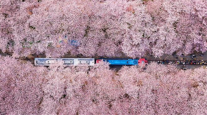 Jinhae, South Korea Cherry Blossom Viewing Day Charter Tour (Depart from Busan)
