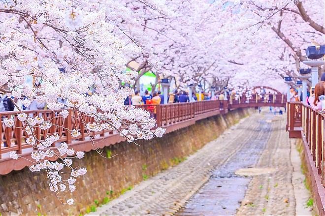Jinhae, South Korea Cherry Blossom Viewing Day Charter Tour (Depart from Busan)