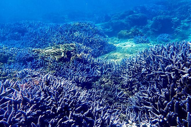 Penghu Dongji Island Canoeing and Snorkeling Experience | Lavender Forest Coral Reef