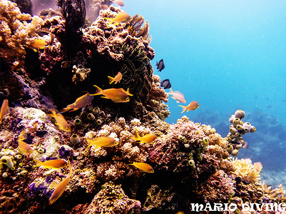 [Boracay Underwater Experience] Diving Experience (Accompanied by a Professional Instructor)