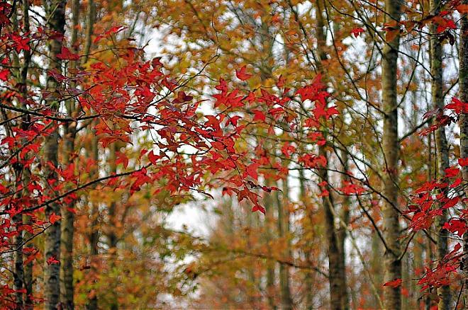 Hualien Da Nong Dafu Maple Leaf Secret Day Tour | 9-Hour Chartered Tour