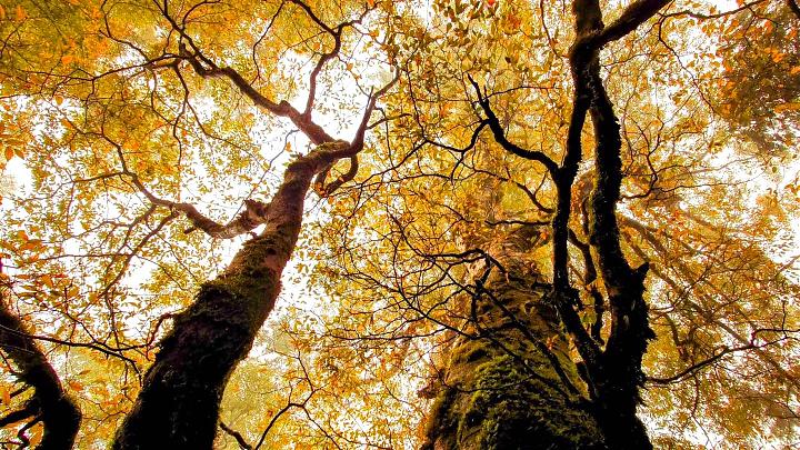 Taipingshan Beech Season Transportation | Charter Service