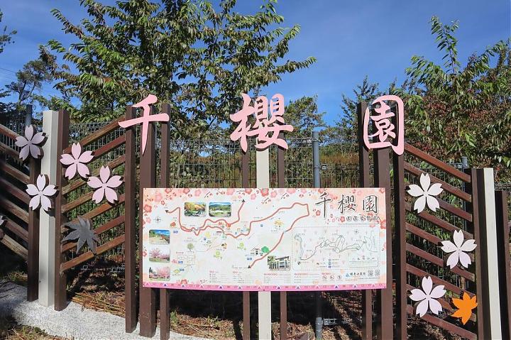 Fushoushan Thousand Cherry Blossom Garden Cherry Blossom Viewing Day Charter | 9-Seater Car & Driver-Guide Service