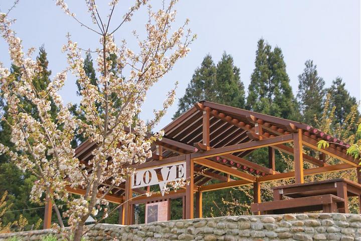 Fushoushan Thousand Cherry Blossom Garden Cherry Blossom Viewing Day Charter | 9-Seater Car & Driver-Guide Service