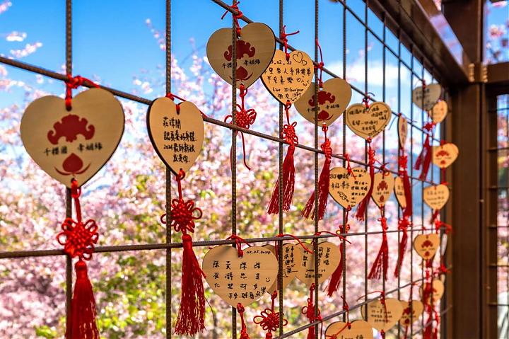 Fushoushan Thousand Cherry Blossom Garden Cherry Blossom Viewing Day Charter | 9-Seater Car & Driver-Guide Service