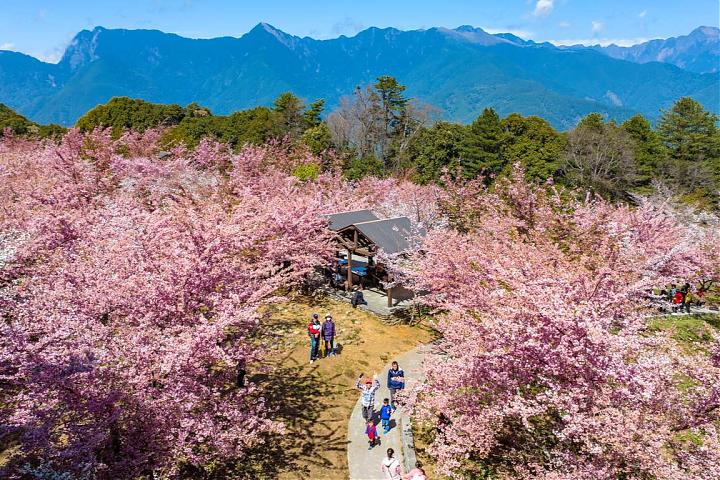 Fushoushan Thousand Cherry Blossom Garden Cherry Blossom Viewing Day Charter | 9-Seater Car & Driver-Guide Service